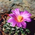 Ariocarpus  Roseocactus  kotschoubeyanus