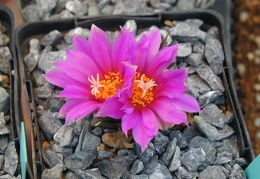 Ariocarpus agavoides