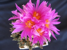 Ariocarpus agavoides 001