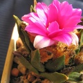 Ariocarpus agavoides  2