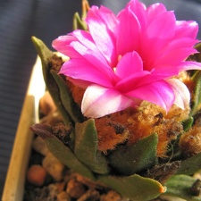 Ariocarpus agavoides  2