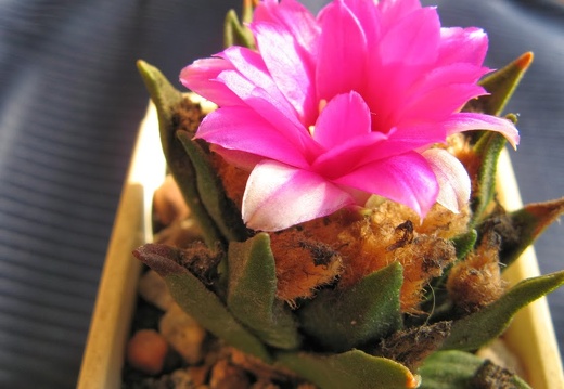 Ariocarpus agavoides  2