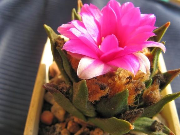 Ariocarpus agavoides  2