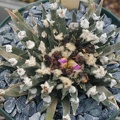 Ariocarpus agavoides pl