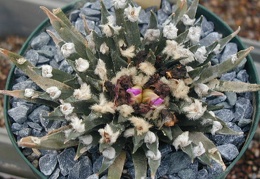 Ariocarpus agavoides pl