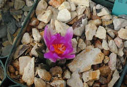 Ariocarpus bravoanus