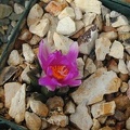 Ariocarpus_bravoanus.JPG
