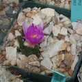 Ariocarpus bravoanus pl