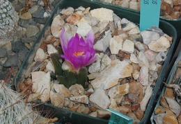 Ariocarpus bravoanus pl