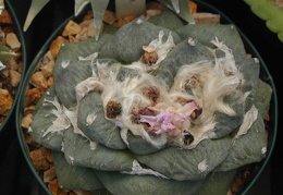 Ariocarpus fissuratus hyb pl