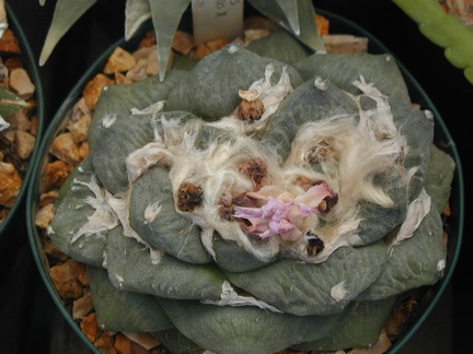 Ariocarpus fissuratus hyb pl