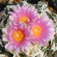 Ariocarpus fissuratus v  lloydii