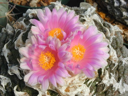 Ariocarpus fissuratus v  lloydii