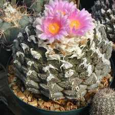 Ariocarpus fissuratus v  lloydii pl