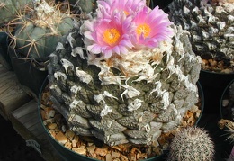 Ariocarpus fissuratus v  lloydii pl