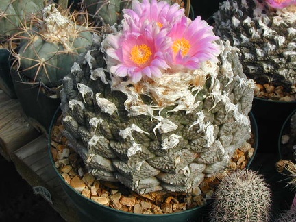 Ariocarpus fissuratus v  lloydii pl