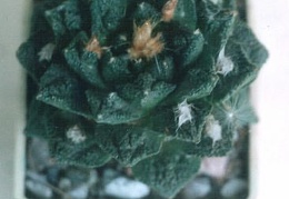 Ariocarpus  fissuratus v. hintonii