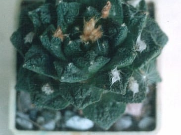 Ariocarpus  fissuratus v. hintonii