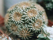 Ariocarpus kotschoubeyanus