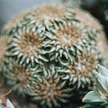 Ariocarpus kotschoubeyanus