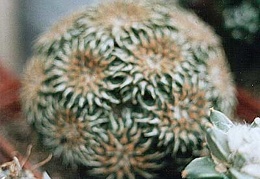 Ariocarpus kotschoubeyanus