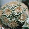 Ariocarpus kotschoubeyanus