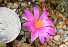 Ariocarpus kotschoubeyanus Kovtun88