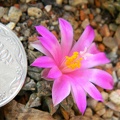 Ariocarpus kotschoubeyanus Kovtun88