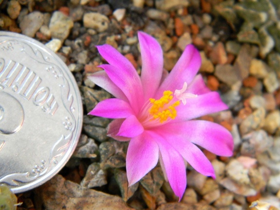 Ariocarpus kotschoubeyanus Kovtun88