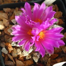 Ariocarpus kotschubeyanus