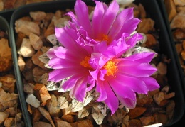 Ariocarpus kotschubeyanus