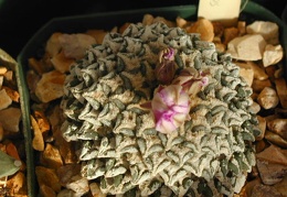 Ariocarpus kotschubeyanus pl