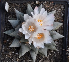 Ariocarpus retusus