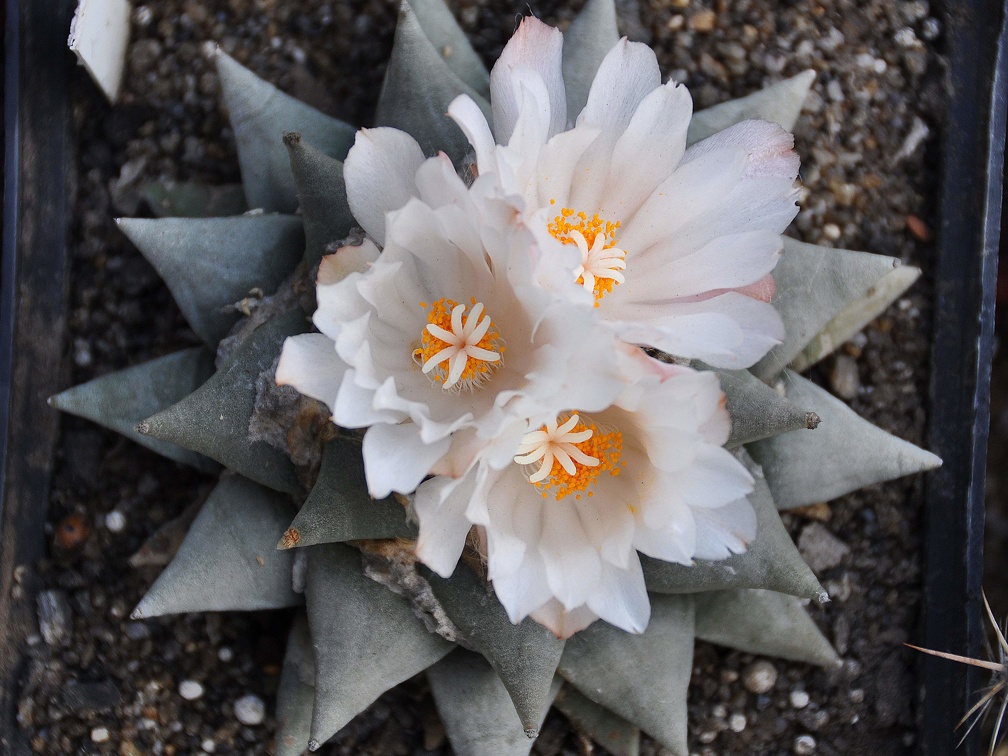 Ariocarpus retusus