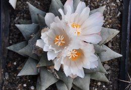 Ariocarpus retusus