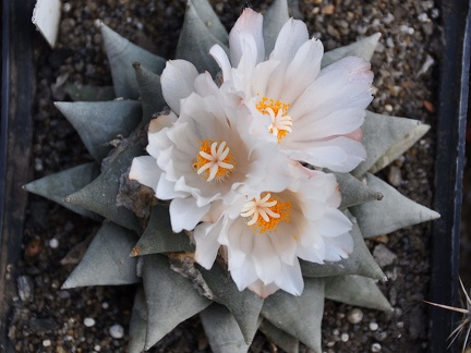 Ariocarpus retusus
