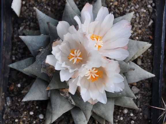 Ariocarpus retusus