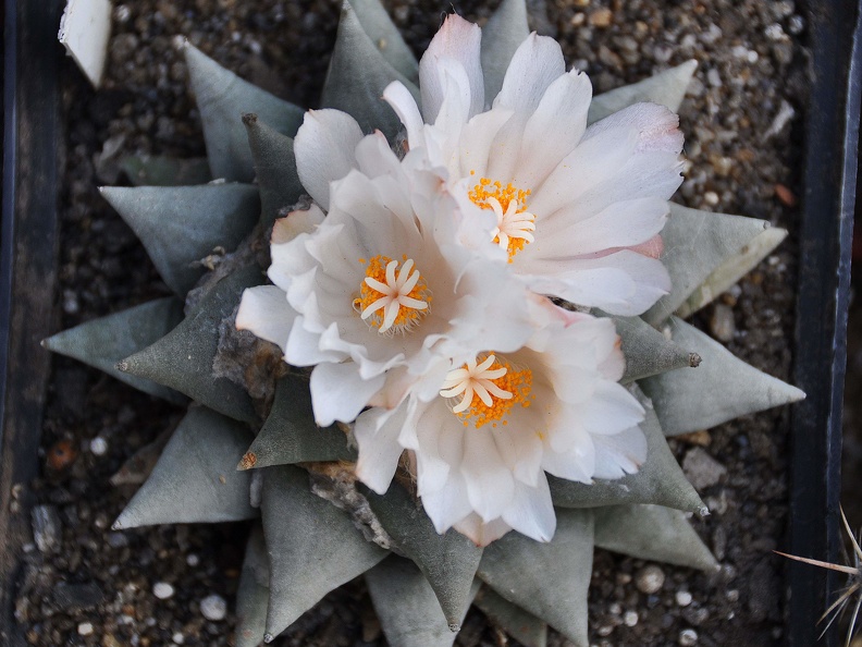 Ariocarpus retusus