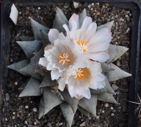 Ariocarpus retusus