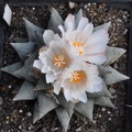 Ariocarpus retusus
