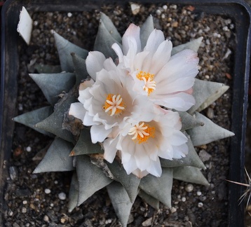 Ariocarpus retusus