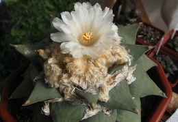 Ariocarpus retusus 001