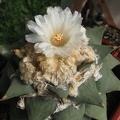 Ariocarpus retusus 001