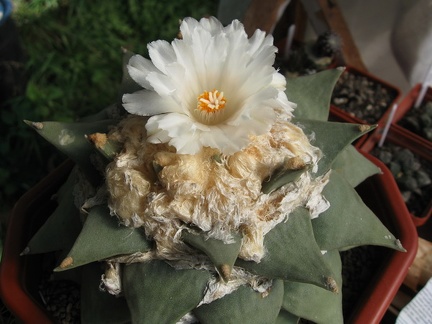 Ariocarpus retusus 001