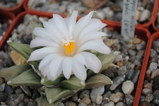 Ariocarpus retusus LH453