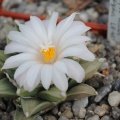Ariocarpus retusus LH453