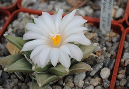 Ariocarpus retusus LH453