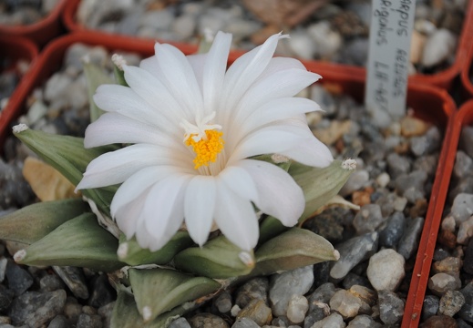 Ariocarpus retusus LH453