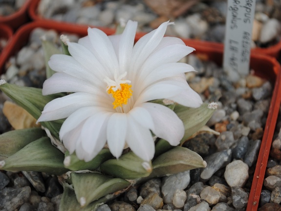 Ariocarpus retusus LH453