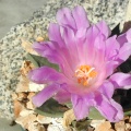 Ariocarpus retusus hyb